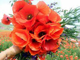 Imagini Pentru Maci Flowers Poppies Rose