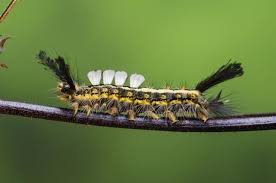 Black And Yellow Hairy Caterpillar Uk 13 Caterpillars You Shouldn T Touch Moth Caterpillar Caterpillar Moth
