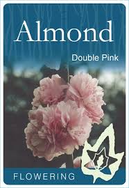 Among the extensive selection of flowering shrubs, consider the flowering almond bush (prunus glandulosa). Prunus Amygdalus Roseo Plena Flowering Almond Double Pink Blerick Tree Farm