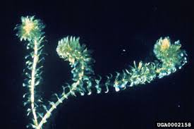 Image result for Hydrilla