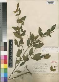 Image result for Mostuea