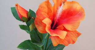 72 pack sc0nni hibiscus flowers for tabletop decoration party favor party decoration confetti party. Artificial Hibiscus Flower And Bud Orange Artificial Flowers