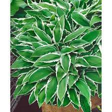 Hosta, ginko craig $ 24.98. Hosta Sieboldii Ginko Craig Pflanzen Fur Dich De 7 50