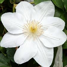 De clematis patens 'madame le coultre' kan een volwassen hoogte bereiken tot wel 300 centimeter. Shop Clematis Madame Le Coultre Online Plant New Day