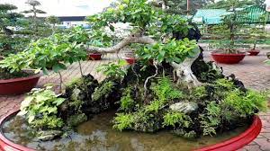 It was made by bonsai group namaste in india. Beautiful Landscape And Rockery Bonsai Tree Part1 Youtube