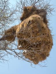 They weave one nest for their entire colony as well as for future residents. Nests Of Social Weavers Philetairus Socius Etoscha National Park Namibia Grid Arendal