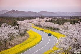 This is jeju air's round trip ticket booking page. Liburan Ke Jeju Saat Musim Semi 5 Destinasi Ini Wajib Kamu Kunjungi