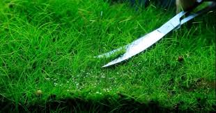 Karpet rumput tiruan, bandar putra permai,seri kembangan. 3 Jenis Hair Grass Tanaman Karpet Rumput Aquascape Alam Ikan