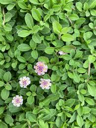 Image result for Lippia