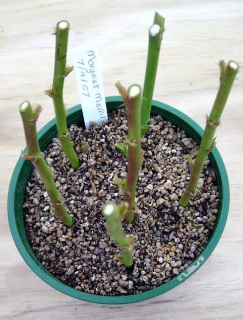 How to Propagate Roses From Cuttings?