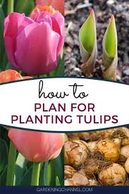 We did not find results for: How To Plan For Planting Tulips Gardening Channel