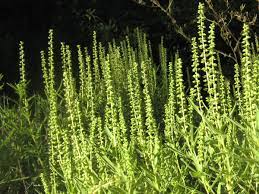 Ragweed is found in fields, gardens, roadsides and waste stay one step ahead of ragweed. Western Ragweed Nature Collective