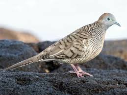 Perkutut jawa - eBird