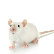 In some instances, females are already able to conceive at four weeks, but it usually isn't until they are between six and eight weeks that they begin ovulating. Mice For Sale Mus Musculus Petco