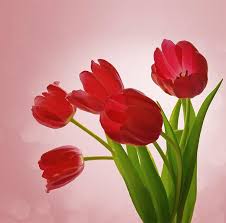 Il portale seleziona online immagini gratuite una raccolta gratuita di immagini di fiori di ogni genere per esprimere i propri sentimenti o stati d'animo. Florempire Consegna Fiori A Domicilio Online