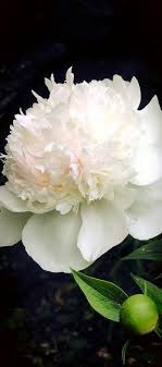 Touch device users, explore by touch or with swipe gestures. Pin By Cindy Kirchen Dole On Beautiful Flowers Beautiful Flowers Peony Flower Garden Flowers