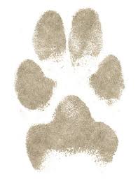 We believe these items can aid with that process and we. Paper Paw Prints And Clay Paw Impressions For Pets Before Cremation