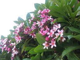 Plumeria, the southern california plumeria society, aug 23, 2018, 7:31 pm. Gardening Dealing With Questions About Plumeria And Bamboo Orange County Register