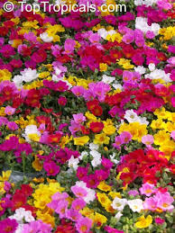 Image result for Portulaca collina