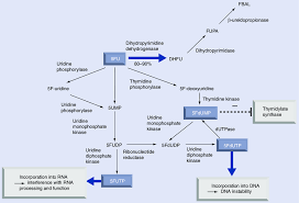 Fluorouracil may cause redness, soreness, scaling, and peeling of affected skin after 1 or 2 weeks of use. Metabolic Pathways Of 5 Fluorouracil Cytotoxic Nucleotides Can Be Download Scientific Diagram