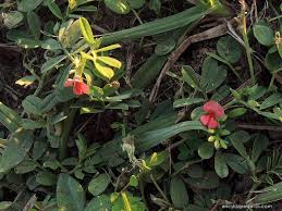 Image result for Indigofera circinella
