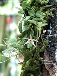 Image result for Polystachya johnstonii