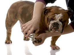 Discount prices on andis dog grooming clippers. How To Cut A Pitbull Nails A Quick Guide American Bully Daily