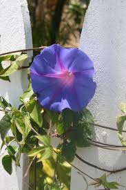 Apr 12, 2021 · whether you like to start your flower seeds indoors to get a head start on spring or sow them directly in the garden, many annual flowers have seeds with high germination rates and quick maturation rates to bring you armloads of summer blooms in your sunny or shady landscape. Morning Glory On Fence Free Stock Photos In Jpeg Jpg 854x1280 Format For Free Download 201 53kb