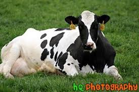 Black And White Cow Name Cow Laying Down Photo Cow Photography Cow White Cow