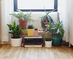 Altı delik ya da değil, plastik ya da toprak, sırlı, sırsız, neye göre seçilmeli. Evdeki Bitkilerinizi Mutlu Edecek 10 Oneri Yesilist Herkes Icin Yesil
