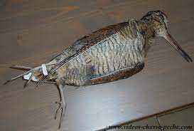 Le chasseur a alors le temps de monter au chien pour tenter de prélever l'oiseau. Chasse Becasse Et Migration 2016 2017 Videos Chasse Peche Com