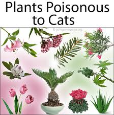 We did not find results for: Plants Which Are Toxic Poisonous To Cats Going Evergreen
