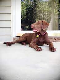 Lady Kimber My Chesapeake Bay Retriever Pup 5 Months Old Best Dog Ever Dog Breeds List Dogs Hunting Dogs