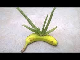 Grow Aloe Vera From A Single Leaf How To Grow Big Aloe Vera From A Single Aloe Vera Leaf Youtube Growing Aloe Vera Aloe Vera Plant Indoor Aloe Plant