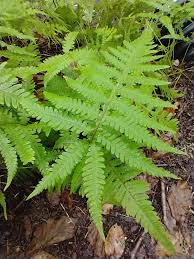 Image result for Thelypteridaceae