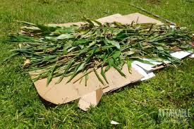 In the right conditions, cardboard decomposes very. Turn Poor Soil Into A Thriving Garden With Lasagna Gardening