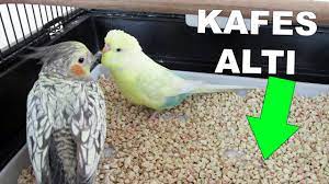 muhabbet kusu kafes altinda ne kullaniyorsunuz misir granulu kafes alti kumu youtube