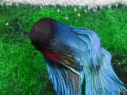 They are so well loved due to the many different shapes and colors which they can be found in. Betta Splendens Siamese Fighting Fish Micracanthus Marchei Seriously Fish