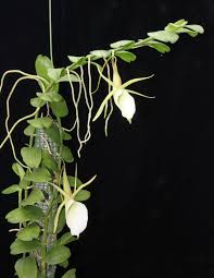 Image result for Angraecum infundibulare