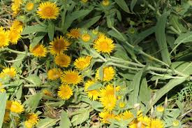 Image result for Pentanema