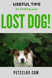 Find visit today and find more results. Do You Know The Steps To Take If Your Dog Was Suddenly Missing Here Are Some Useful Tips For Finding Your Lost Dog Pets2luv Losing A Dog Dogs Losing A Pet
