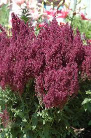 Image result for Suaeda plumosa