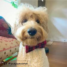 Our puppy care kit includes: Professor Ramen The Goldendoodle From Austin Tx Goldendoodle Cute Puppies Puppies