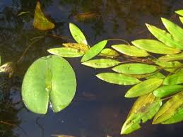 Image result for Potamogeton nodosus