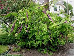 Callicarpia Americana Beautyberry Ps 3 4 And Spreading Out Purple Berries In Autumn Decidious Understory Plants Courtyard Plants Shade Plants