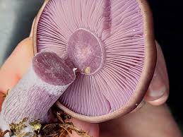 I found this guys near Seattle growing in a forested area with some  Russulas, I did a spore print and it came out light brown, any thoughts? I  was thinking Clitocybe nuba