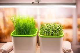 Check spelling or type a new query. 13 Of The Best Grow Lights For Indoor Gardens Gardener S Path