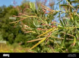 Image result for Aeschynomene schimperi