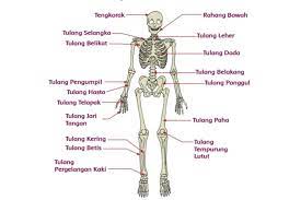 We did not find results for: Fungsi Tulang Hasta Atas Dan Jari Kaki Kunci Jawaban Tema 1 Kelas 5 Sd Halaman 68 Ringtimes Bali