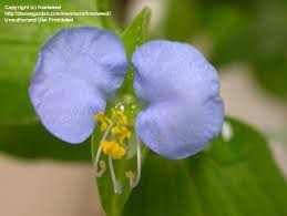 Image result for Commelina capitata